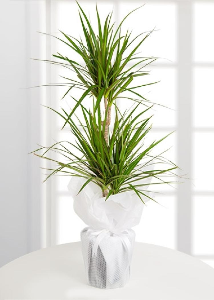 Dracena Marginata Saksı Çiçeği